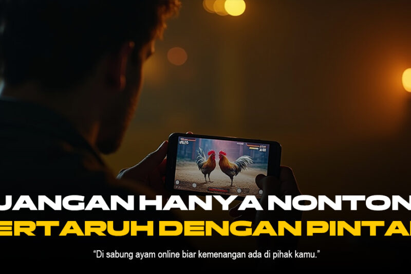 Fokus Kehebatan Ayam Bangkok di Sabung Ayam SV388