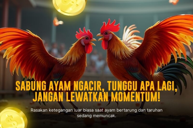 Mengenal Jenis Ayam Bangkok dalam Sabung Ayam Modern