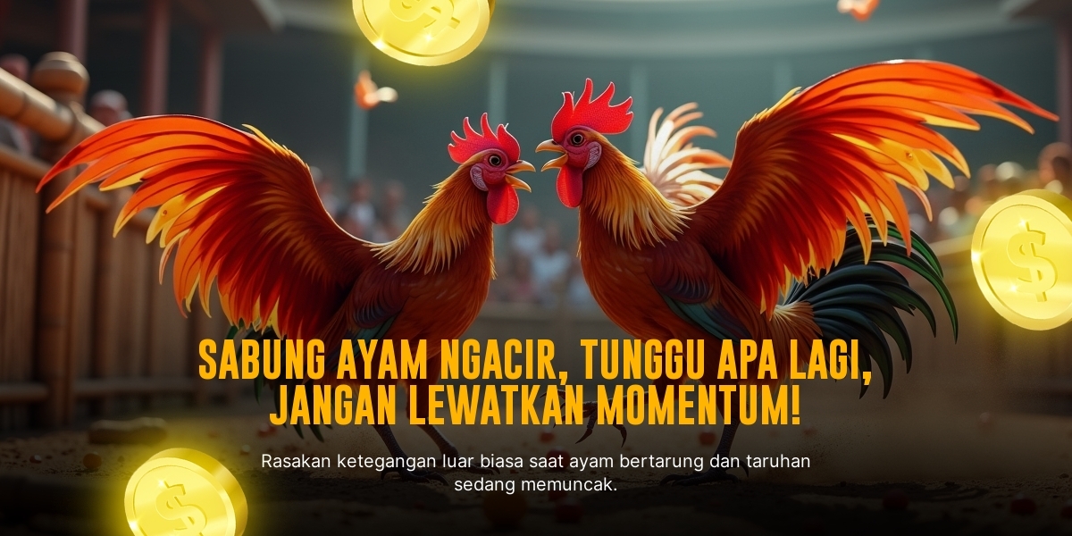 Mengenal Jenis Ayam Bangkok dalam Sabung Ayam Modern