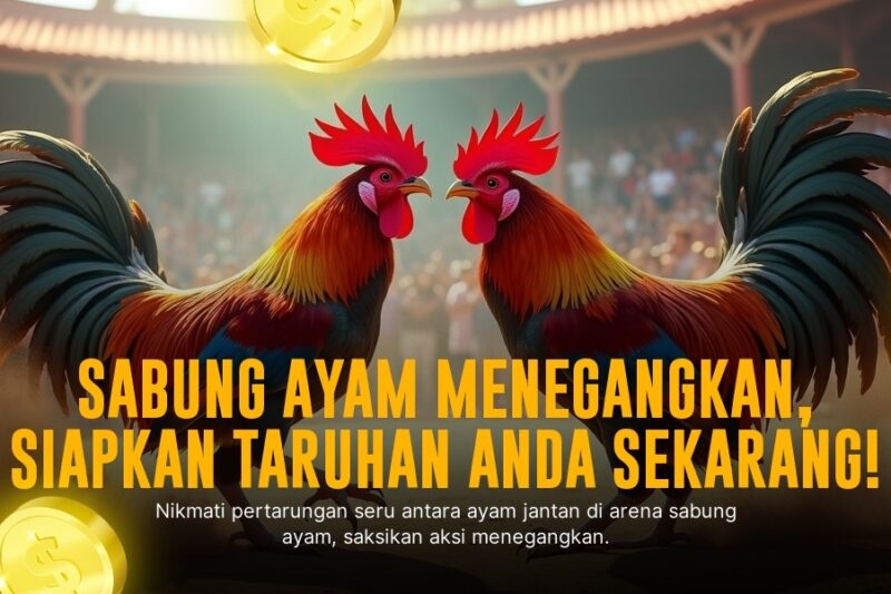 Menguak Kehebatan Ayam Bangkok Dalam Dunia Sabung Ayam